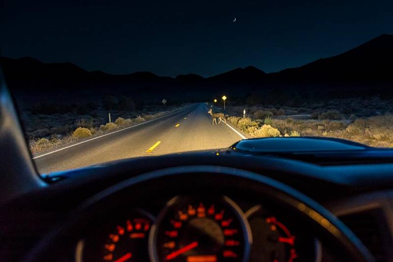 Photo of a car approaching a deer.